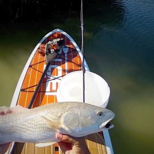 SUP Everglades Redfish