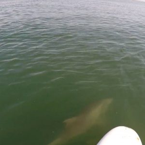 Transmission from he deep SUP World