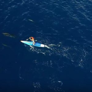 Dolphins SUP World
