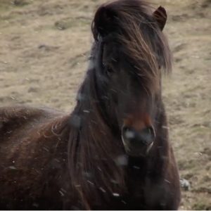 Driftwood Iceland SUP World