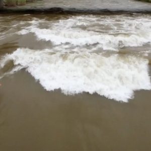 sk8 Badfish SUP World