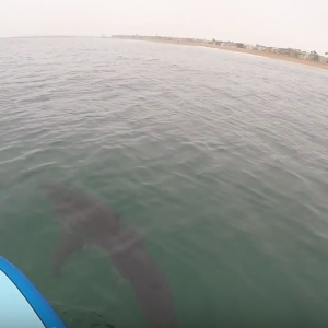 GREAT WHITE SHARKS SUP