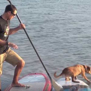 How to Dog SUP with Shredder and Mike T