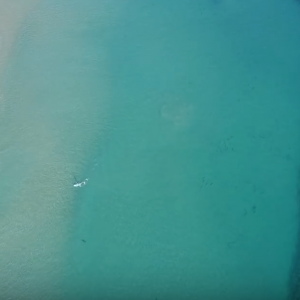 Sharks Approach Surfers!! | DJI Mavic Pro | Incredible 4K Drone Footage | Fort Pierce Inlet