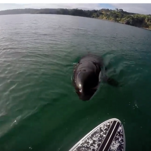 Orca vs. Paddle Board!