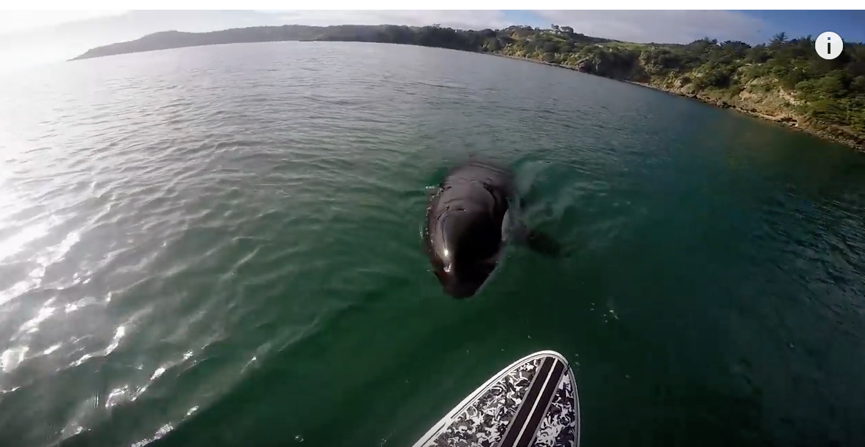 Orca vs. Paddle Board! SUP World Mag