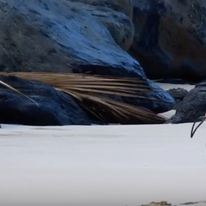 Jockos | North Shore Hawaii | 01 FEB 2018