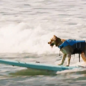 SUP Surfing with Surf Dog Teddy