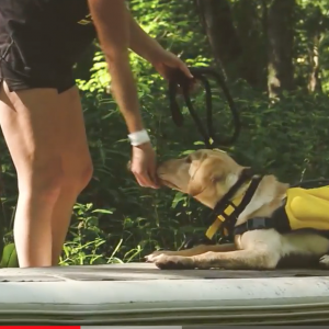 How To Train Your Dog To Paddle Board With You!