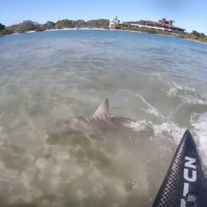 beautiful shark encounter