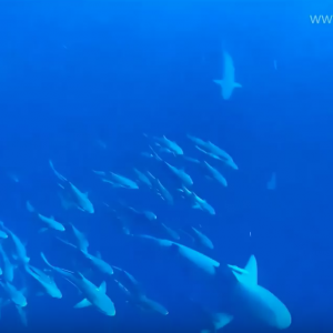 Crazy Catch from Paddleboard - SUP Fishing
