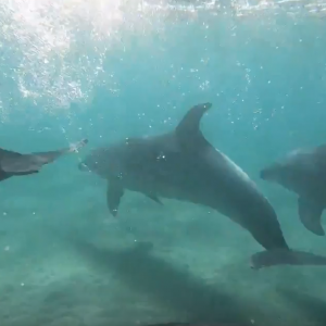 SUP foiling (& Swimming) with Dolphins