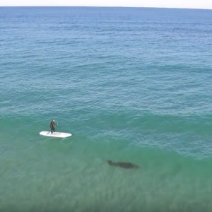 Surfing With MANATEE!!!