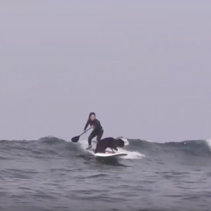 Border Collie Dog & Surfer Girl Surfing