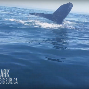 Through My Eyes: Will Schmidt's Pacific Coastline Adventure