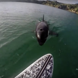 GoPro Awards: Orca vs. Paddle Board