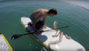 Giant squid wraps its tentacles around a paddle board!