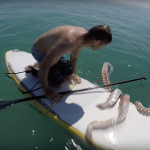 Giant squid wraps its tentacles around a paddle board!