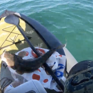 Caught a Monster Flathead on a SUP