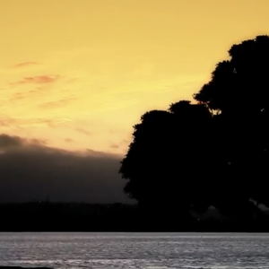 Bliss Paddle Board SUP Yoga in Mission Bay, San Diego