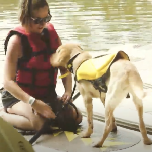 How To Train Your Dog To Paddle Board With You!