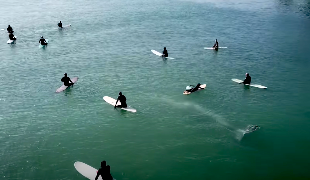 whale swims beneath surfers in california bay
