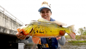 Follow Brie from BA Fishing on an epic SUP fishing session in Florida, this time, they are on the look out for the amazing Peacock Bass! Check it out! ﻿